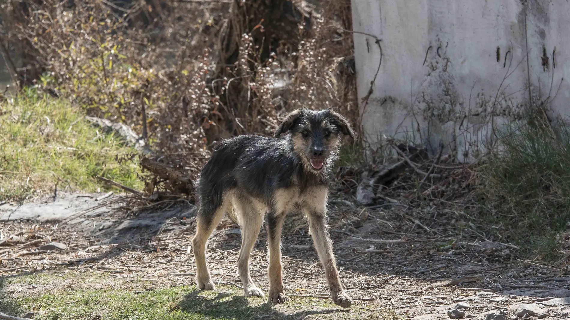 Vecinos de La Palomas requieren jornadas de esterilización.